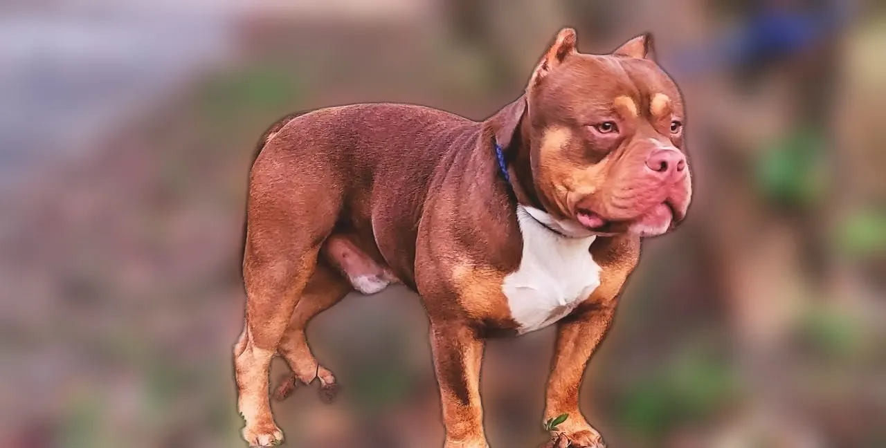 Standing tall, a SoloW Country American Bully