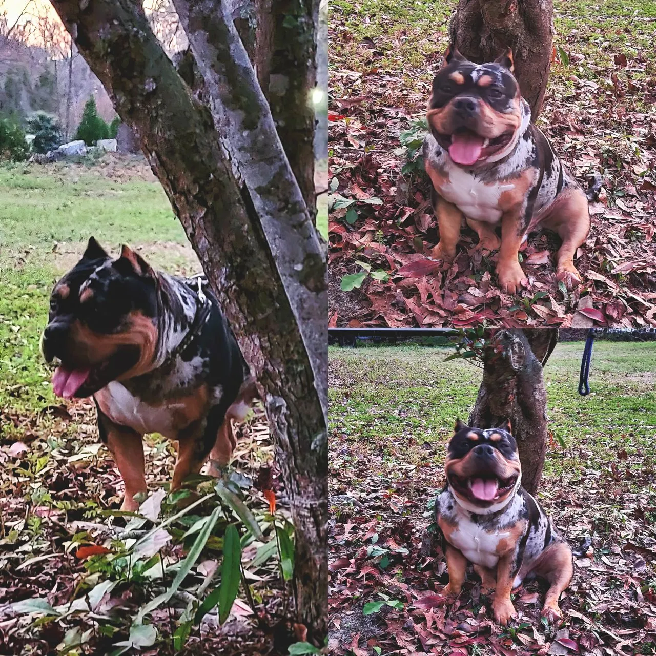 Merle, a SoloW Country American Bully
