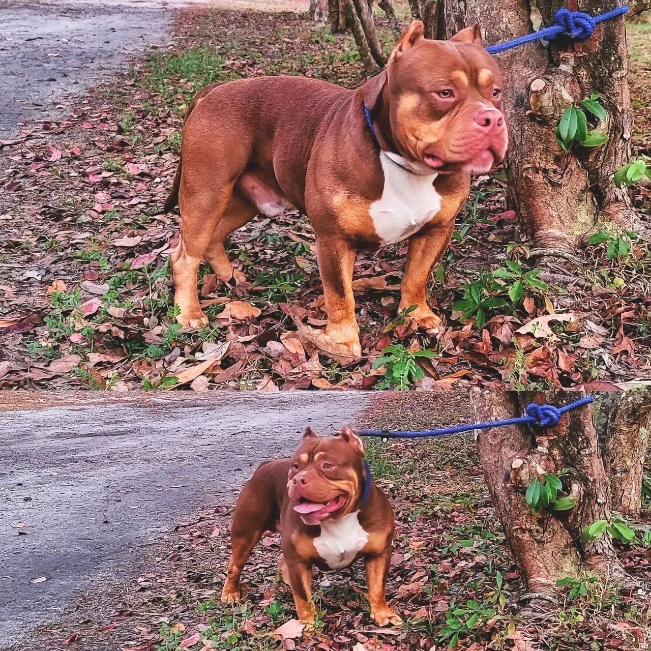 Tree line, a SoloW Country American Bully
