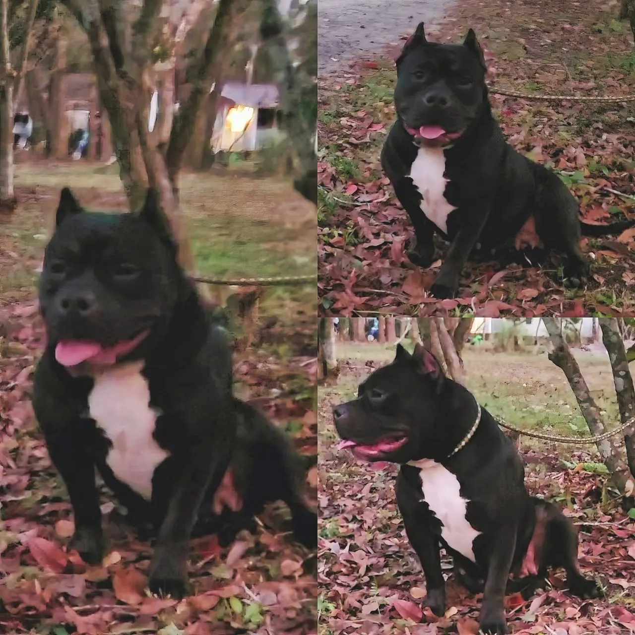Lowcountry yard, a SoloW Country American Bully