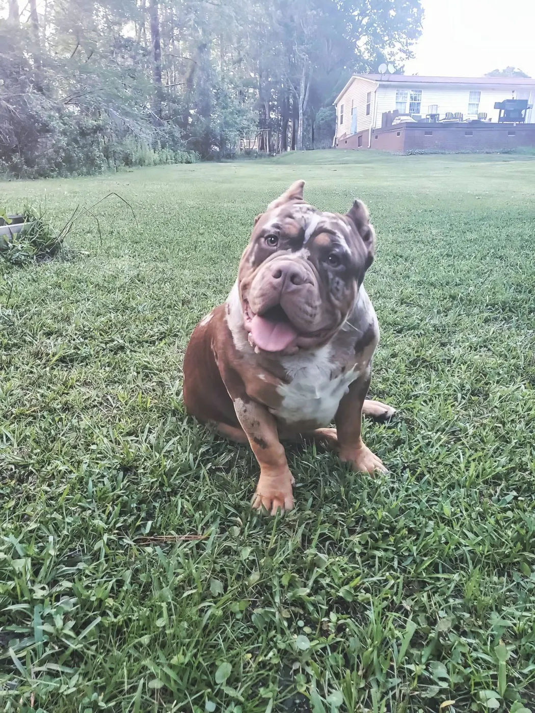 Beach day, a SoloW Country American Bully