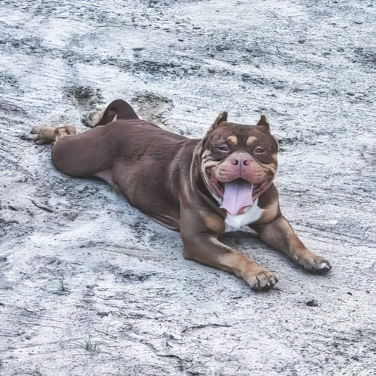 Job site, a SoloW Country American Bully