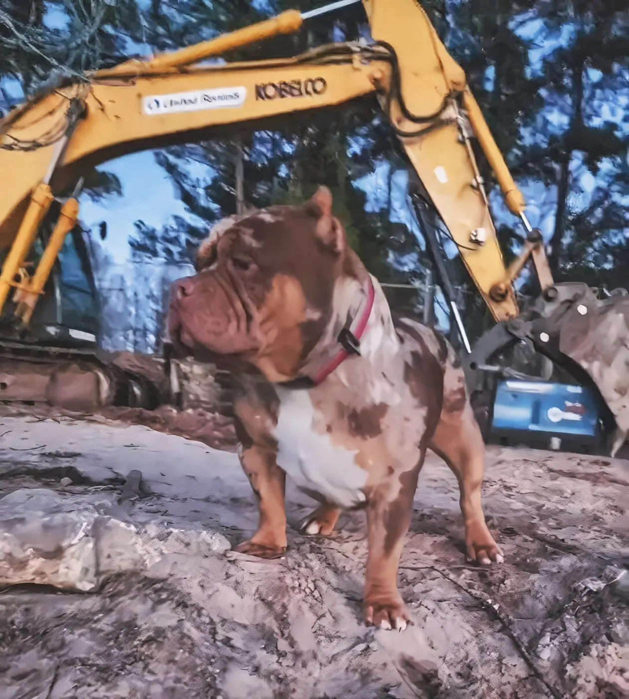 Grass seat, a SoloW Country American Bully