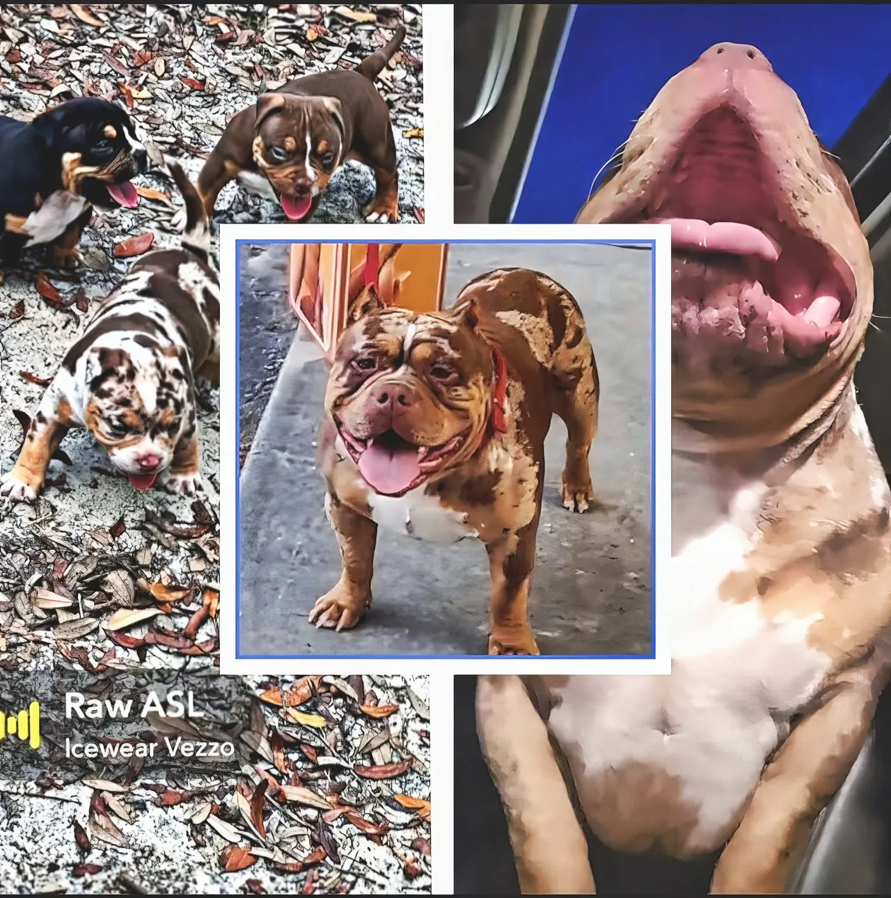 Porch, a SoloW Country American Bully